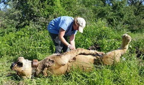 The process of consuming and eating a spider digests the proteins in the venom and renders them neutral. Lion MASSACRE as six big cats die after eating 'poison' in ...