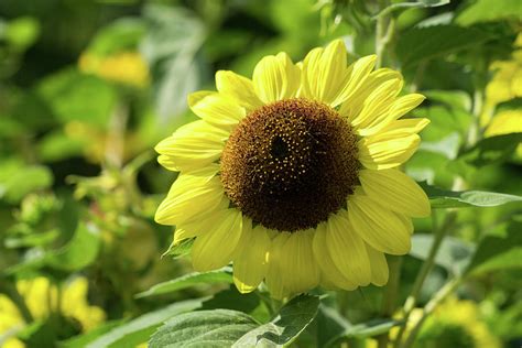 Sunshiny Sunflower The Beautiful National Flower Of Ukraine