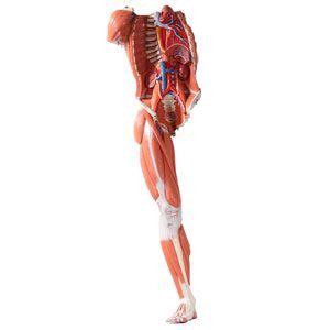 Leg muscles muscle contraction steps body muscles names lower body muscles muscle illustration about male human body muscle map, with major muscle names, front and back. Back & Leg Muscles - UCF Libraries