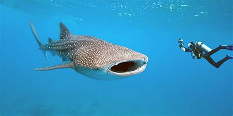 Sharks In The Galapagos ⋆ Galapagos Islands Travel Guide