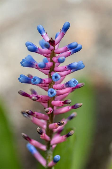 Beautiful Purple Bromeliad Flower Or Match Stick Plant Flower In A