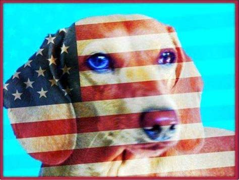 Happy 4th of July!!!!!!!! | Dachshund love, Wiener dog, Weenie dogs