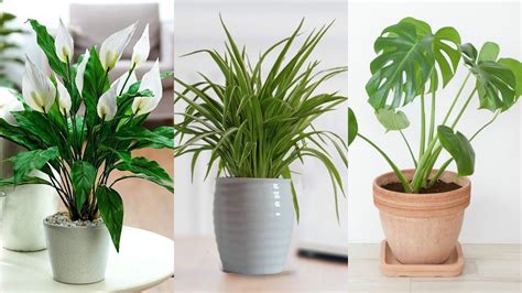 the 5 best office plants to boost your productivity office plants plants best office plants