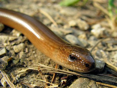 The blind in blindworm refers to the lizard's small eyes, similar to a blindsnake (although the slowworm's eyes are functional). Blindschleiche im Kanton Basel Landschaft in der Schweiz ...
