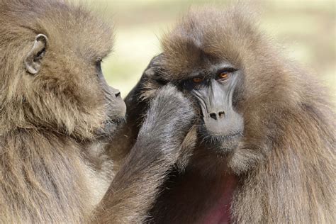 Gelada Baboon (12) | Simien Mountains | Pictures | Ethiopia in Global ...