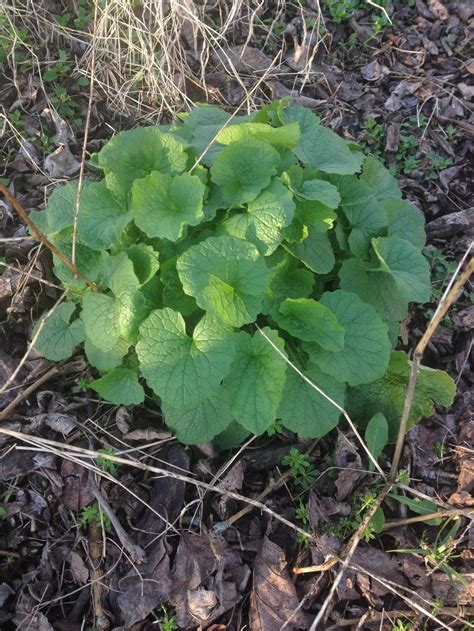 How To Identify Garlic Mustard Foraging For Wild Edible Greens — Good