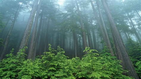 Forest Evergreen National Park Washington Wallpaper 1920x1080 59981