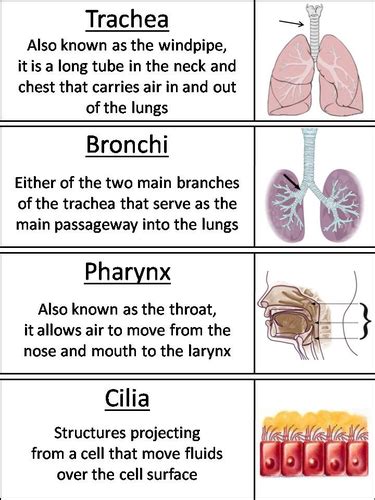 Respiratory System Word Wall Cards Teaching Resources