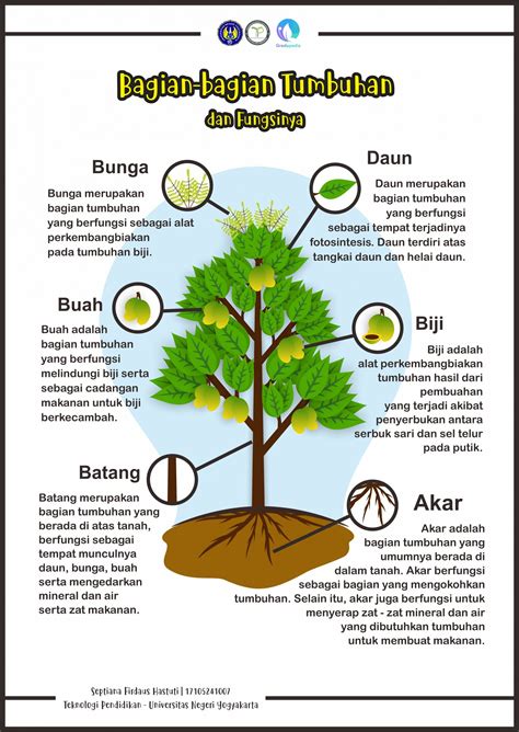 Detail Gambar Bagian Tumbuhan Beserta Fungsinya Koleksi Nomer