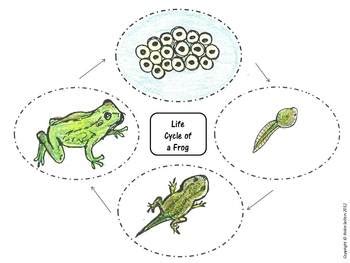 Check spelling or type a new query. Frog Life Cycle by Robin Sellers | Teachers Pay Teachers