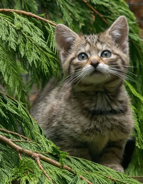 Critically Endangered Wildcat Kittens Born At Highland Wildlife Park