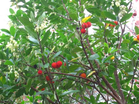 Unlike ground strawberries, which wear their seeds on their skin, the strawberry tree fruit contains seeds within its flesh. Strawberry Tree: Pictures, photos, images, facts on the ...