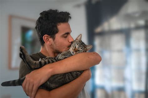 Do Cats Like Kisses Great Pet Living