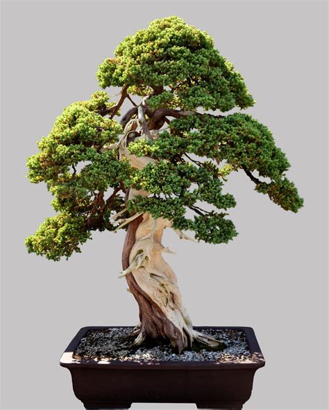 54 Pictures Of Bonsai Trees By Style And Shape