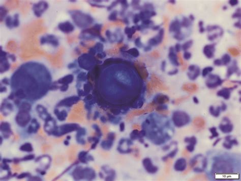 Coccidioidomycosis In Dogs