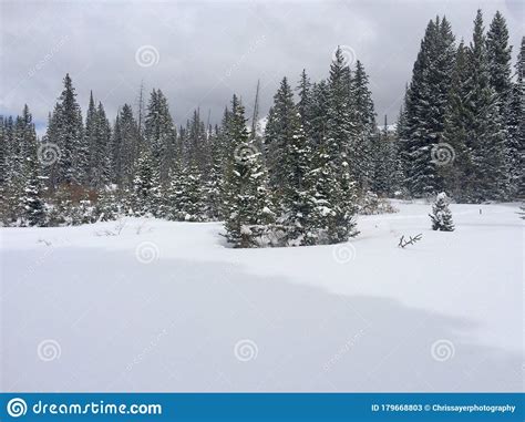Snow Covered Valley With Beautiful Pine Trees Stock Image Image Of