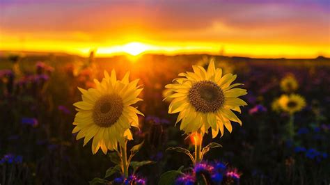 Sunflowers At Sunset Wallpapers Wallpaper Cave