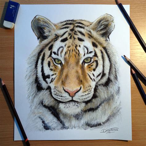 Tiger Pencil Drawing By Atomiccircus On Deviantart