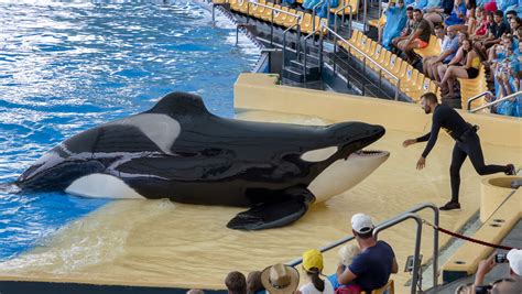 Lolita The Captive Orca Is Sick At Miami Seaquarium