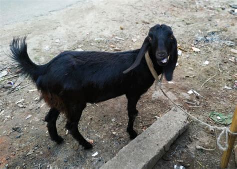 Black Bengal Goat Characteristics Feeding And Health