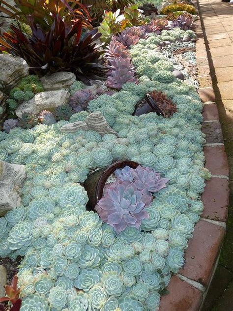 Find here details of companies selling flowering plant, for your purchase requirements. Tips to Grow Succulents Outdoors