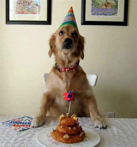 These 31 Happy Birthday Dog Images Are So Cute Im Wagging My Imaginary