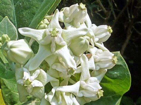 Crown Flower Giant Calotrope Giant Milkweed Swallow Wort You Are