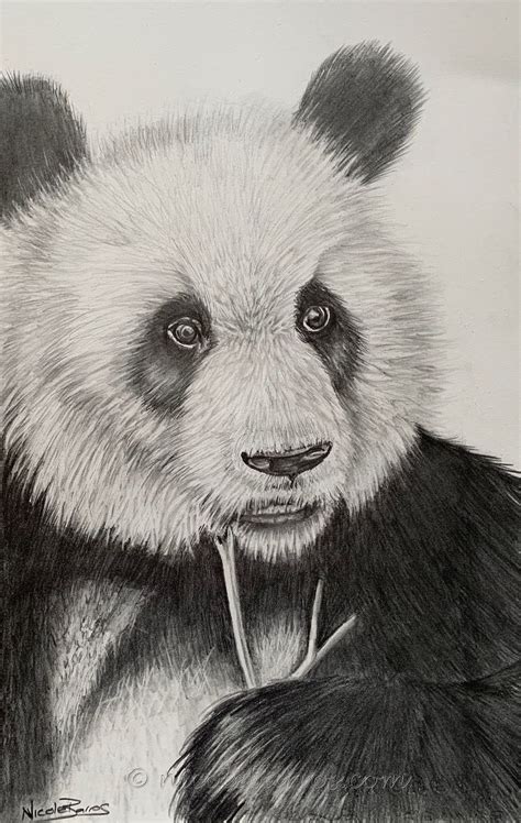 Panda Bear Original Pencil Drawing Animal Art Home Decor Panda Art