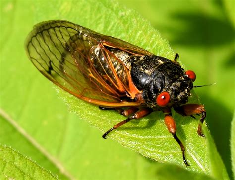 Here's why cicada sounds can be so loud, and why they only emerge at certain times. Excelsior: Cicada season