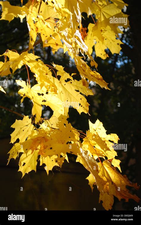 Variegated Maple Leaf Hi Res Stock Photography And Images Alamy