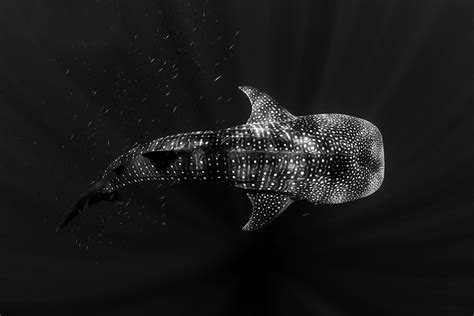 The black whale is opening this early this year and we're excited to be part of lbi restaurant week. Black & White Whale Shark Print