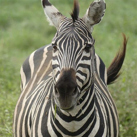 Plains Zebra Beale Wildlife Park And Gardens