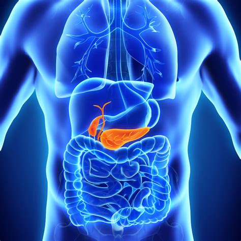 Gallbladder And Pancreas Anatomy