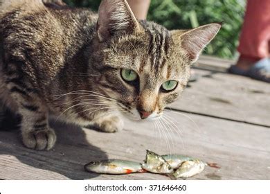 Maybe you would like to learn more about one of these? Cat Eating Fish Images, Stock Photos & Vectors | Shutterstock