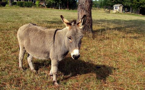Pygmy Donkey