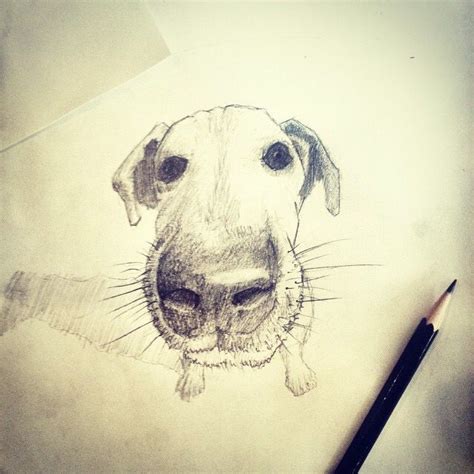 Perspective Dog Drawings Dog Drawing Perspective Drawing