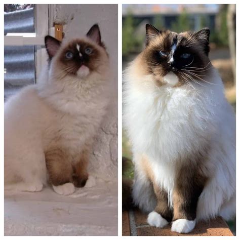 Ragdoll Cat Colors Ragdoll Cat Color Progression And Development