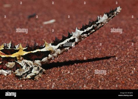 Devil Tail Hi Res Stock Photography And Images Alamy