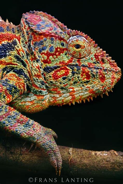 Chameleon National Geographic Animals Animals Wild Reptiles