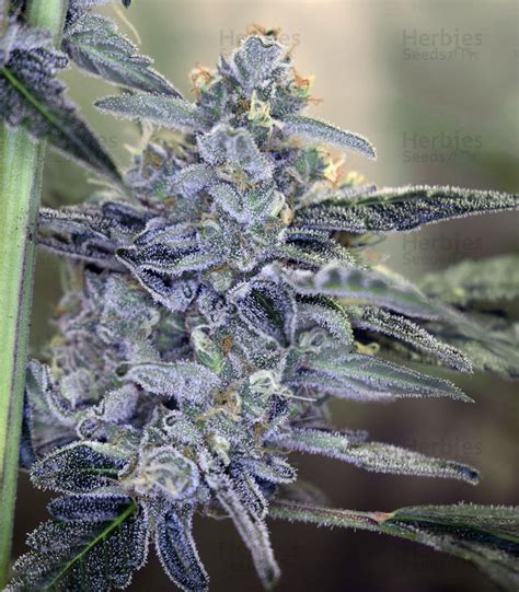 Bruce Banner 3 Auto Feminized Seeds For Sale Herbies