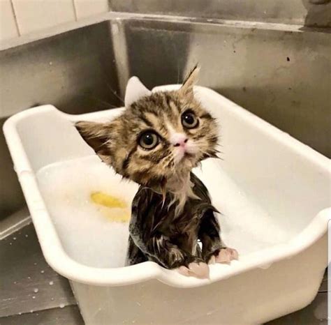 Can We All Just Take A Moment To Appreciate This Wet Kittens Existence