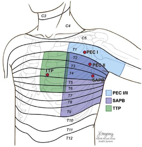 Chest anatomy images stock photos vectors shutterstock. Illustration of the chest wall anatomy including suggested regional... | Download Scientific Diagram