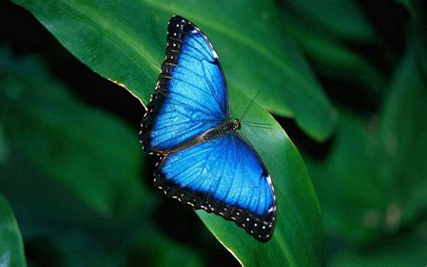 Blue Butterfly Morpho Water Reflection Hd Wallpapers