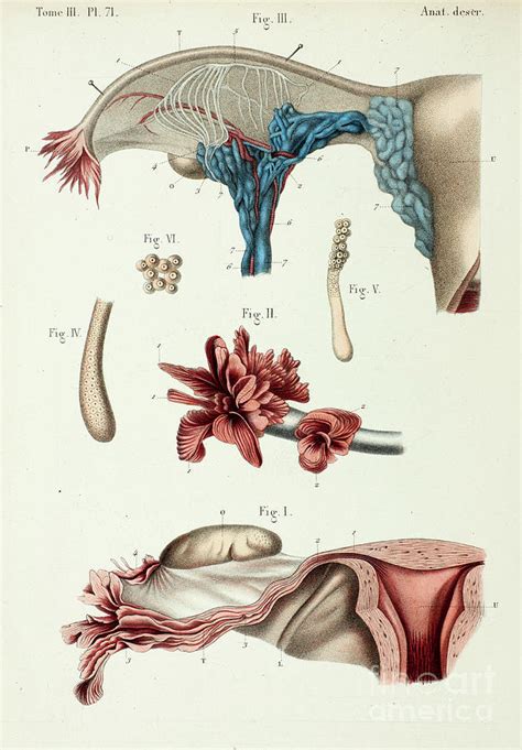 Fallopian Tube Anatomy Photograph By Science Photo Library