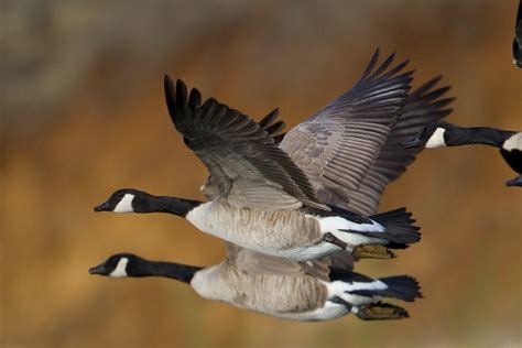 Feds Announce The Launch Of The Migratory Game Bird Hunting Permit
