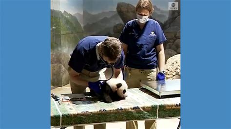 Panda Cub Receives 3 Months Checkup At Zoo Good Morning America