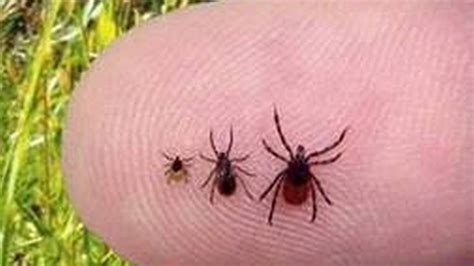 With Spring Weather Comes Tick And Snake Dangers Tri City Herald