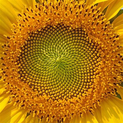 The scientific evidence for many of these plant's and animals are not ideal, and golden ratio is too advanced to create in quick time, as we need in nature. How the golden ratio manifests in nature | Golden ratio ...