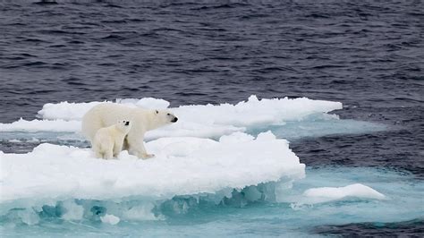 Petition · Save The Arctic Wildlife Refuge Save The Polar Bears