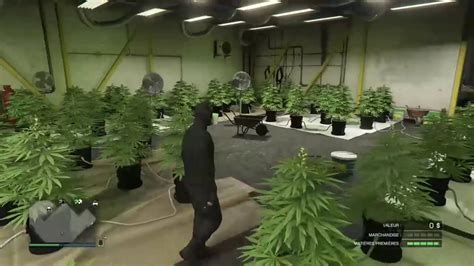 How To Prepare Weed To Smoke Weed Farm Grand Theft Auto V Youtube